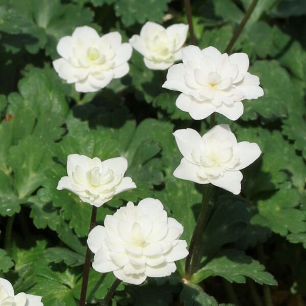 ラン・山野草 千重咲二輪草 二羽鶴 1株