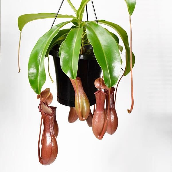 食虫植物 ネペンテス (ウツボカズラ) アラータ 1株