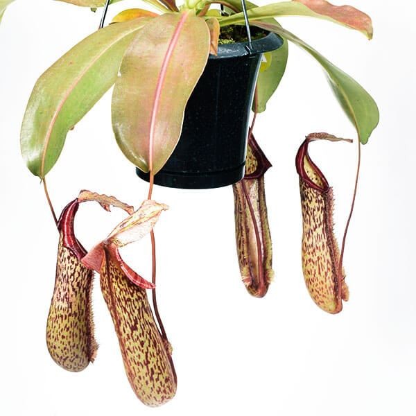 食虫植物 ネペンテス (ウツボカズラ) ミランダ 1株