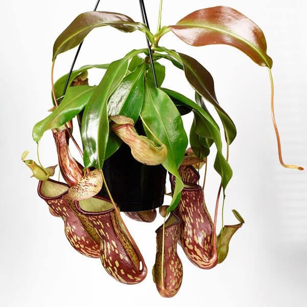 食虫植物 ネペンテス (ウツボカズラ) ガヤ 1株