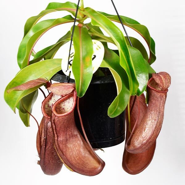 食虫植物 ネペンテス (ウツボカズラ) リンダ 1株