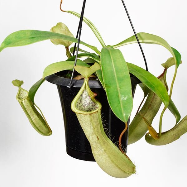 食虫植物 ネペンテス (ウツボカズラ) ルイーザ 1株