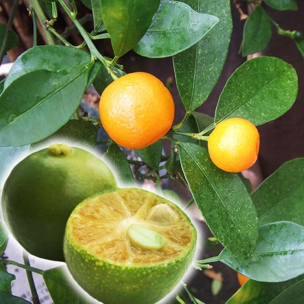 果樹苗 カンキツ カラマンシー（四季柑） ２株