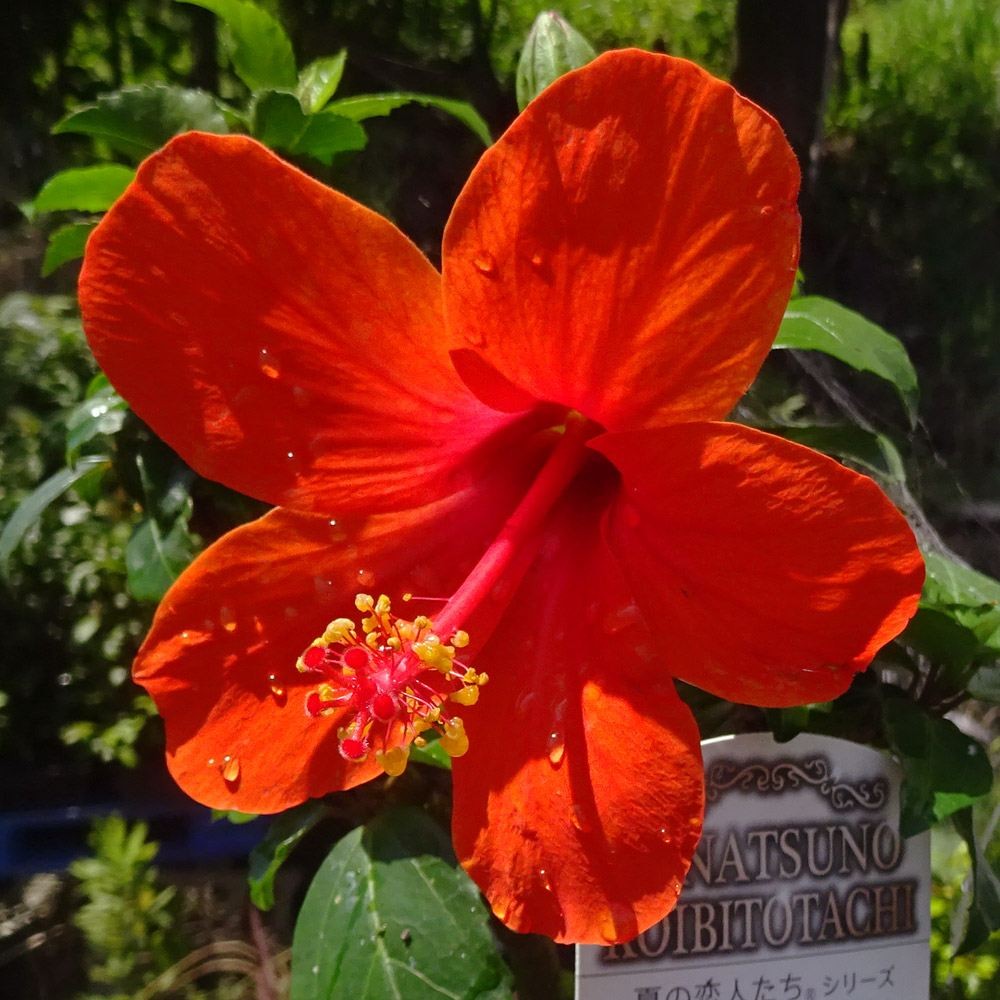 花苗 ハイビスカス 夏の恋人たち(R)シリーズ グレイス 1株