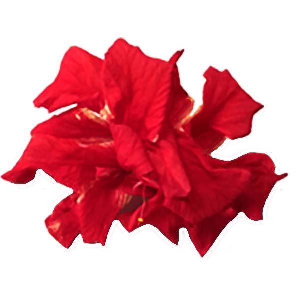 花苗 ハイビスカス 夏の恋人たち(R)シリーズ ハワイアンフラッグ 1株