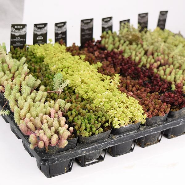 多肉植物 セダム 福袋 送料無料