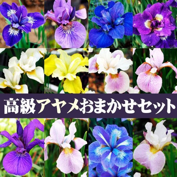 花苗 アヤメ 高級品種おまかせセット 3種3株