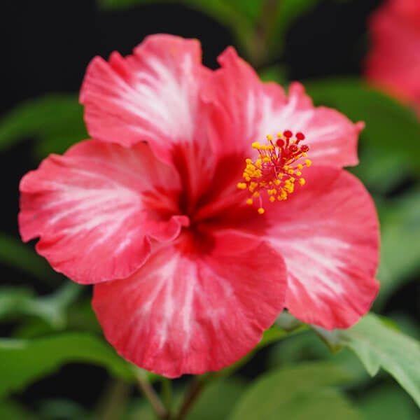 花苗 ハイビスカス ハミングバード 1株