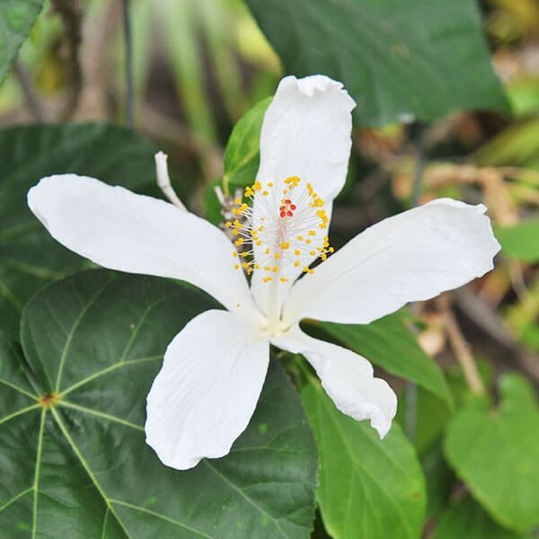 花苗 ハイビスカス インマクラツス 1株