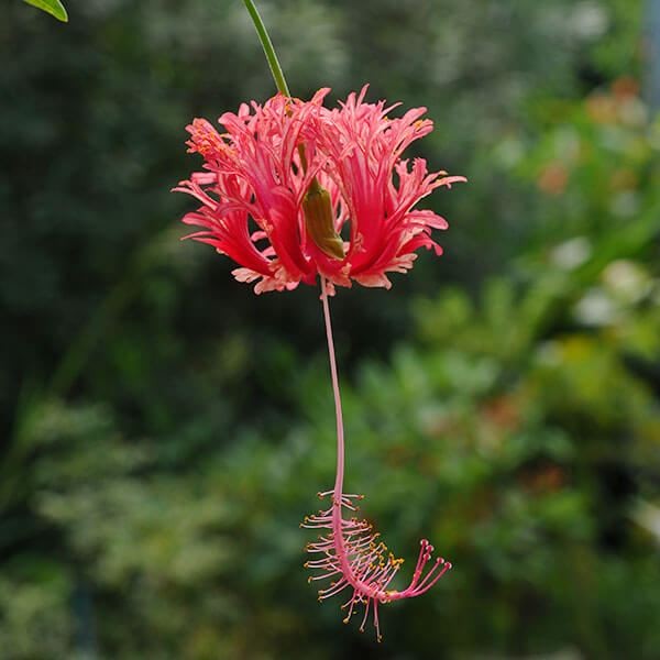 花苗 ハイビスカス フウリンブッソウゲ 1株