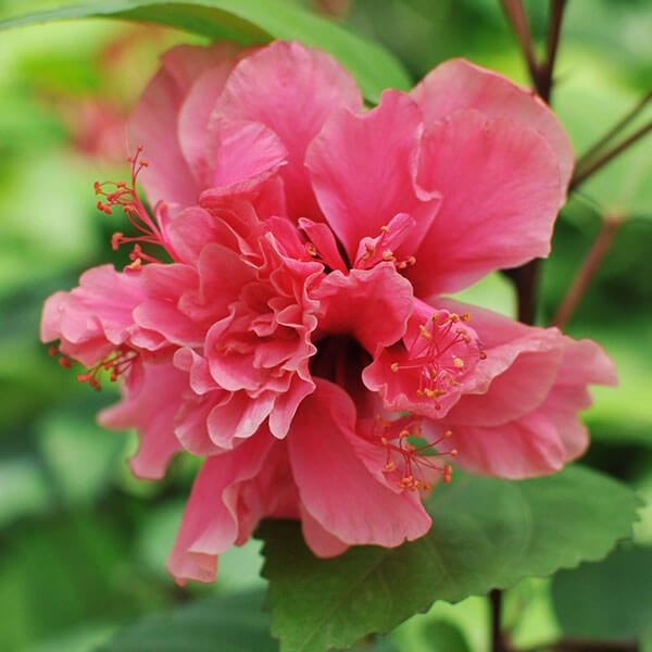 花苗 ハイビスカス フェアリーブーケ 1株