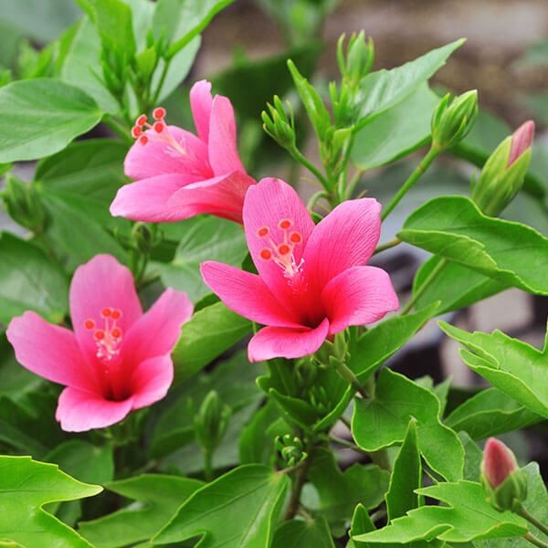 花苗 ハイビスカス ミニピンク 1株