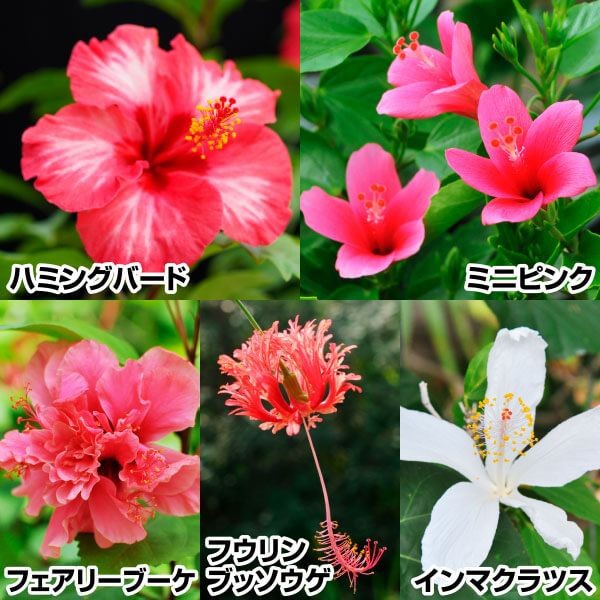 花苗 ハイビスカス 珍しいハイビスカスセット 5種5株