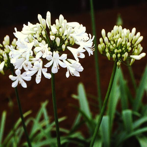 ポット植え球根 アガパンサス ジューンブライド 1株