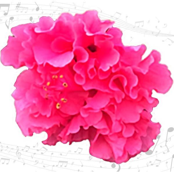 花苗 ハイビスカス クラシックシリーズ モーツァルト 1株