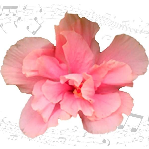 花苗 ハイビスカス クラシックシリーズ シューベルト 1株