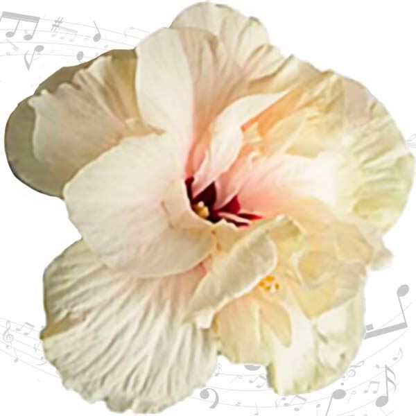 花苗 ハイビスカス クラシックシリーズ ショパン 1株