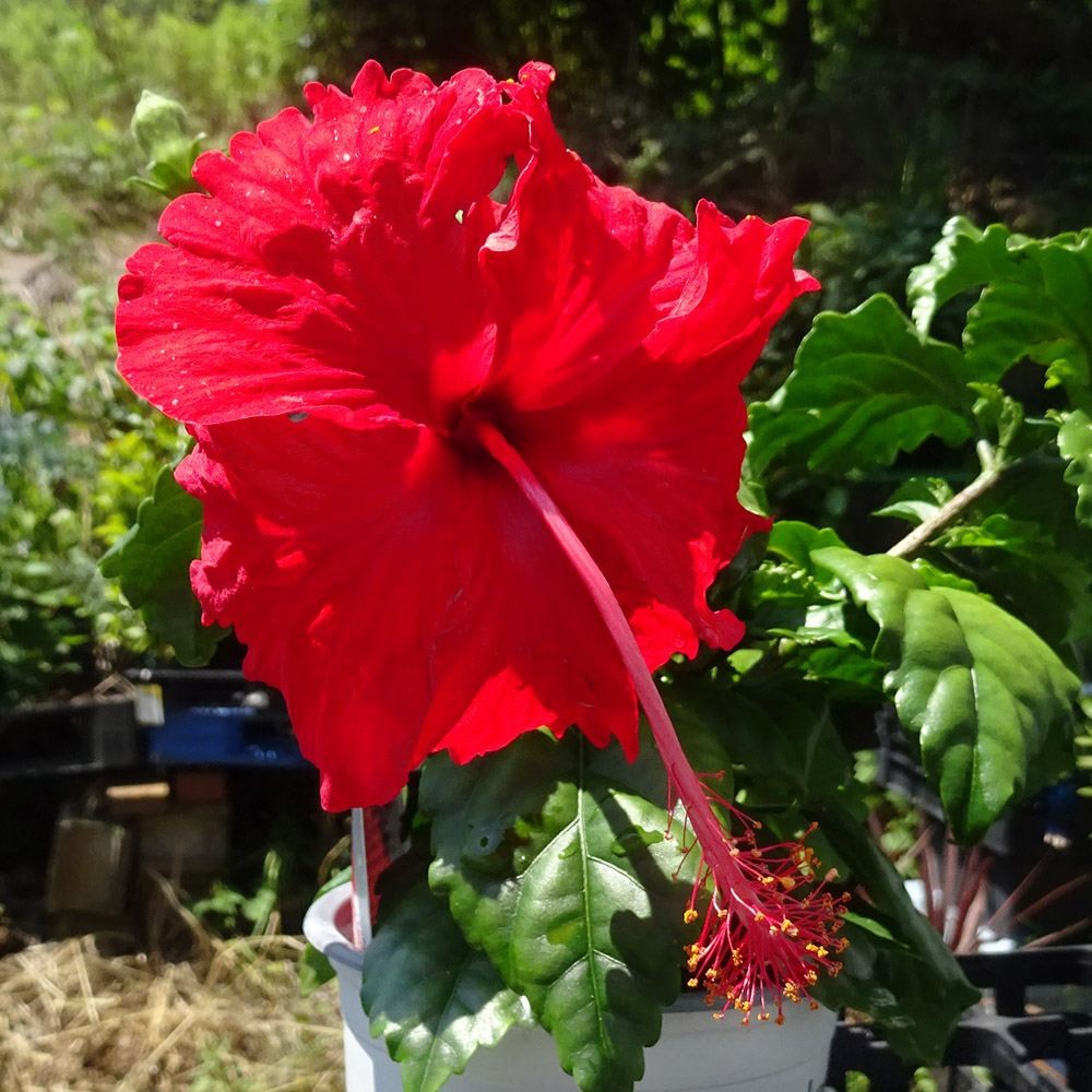 花苗 ハイビスカス 夏の恋人たち(R)シリーズ ヘップバーン レッド 1株