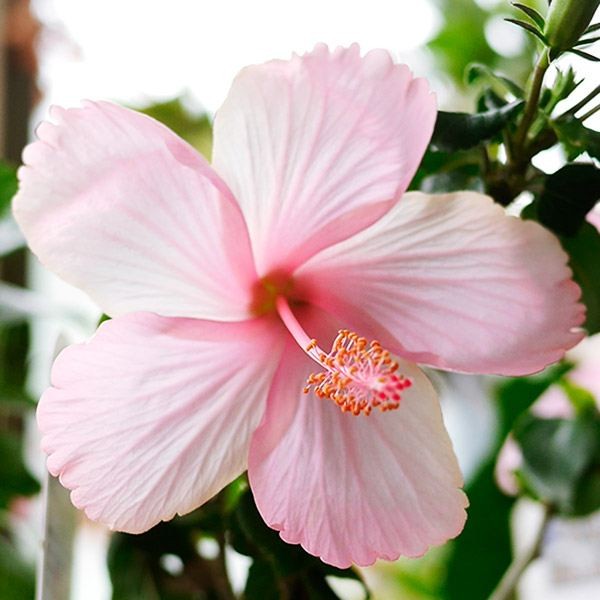 花苗 ハイビスカス 夏の恋人たち(R)シリーズ ヘップバーン ピンク 1株