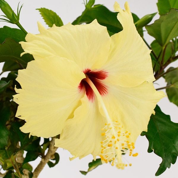 花苗 ハイビスカス 夏の恋人たち(R)シリーズ ヘップバーン イエロー 1株