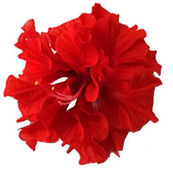 花苗 ハイビスカス 夏の恋人たち(R)シリーズ モンロー 1株