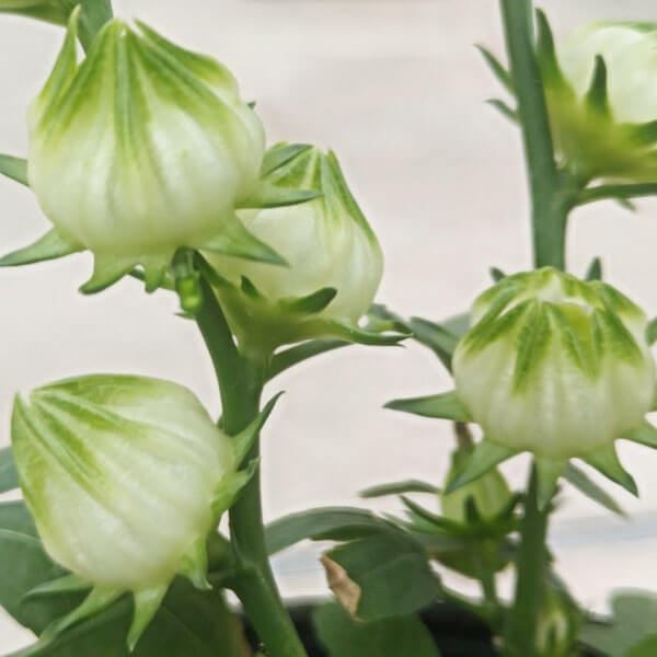 有用植物苗 ローゼル アイボリー 2株