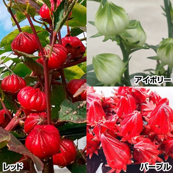 有用植物苗 ローゼル セット 3種3株