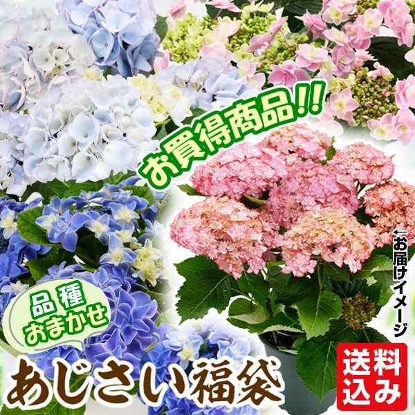 花木苗 アジサイ 鉢花 お買得 紫陽花おまかせ福袋 (花色見計らい 名称付) 開花株 送料込み