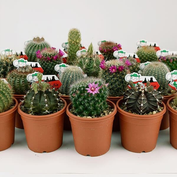 サボテン 花付きおまかせセット