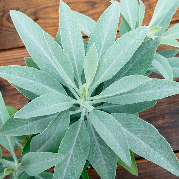 ハーブ苗 ホワイトセージ