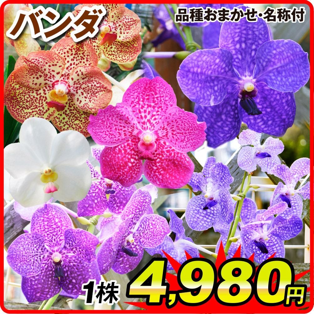 ラン苗 バンダ 品種おまかせ (名称付) 1株
