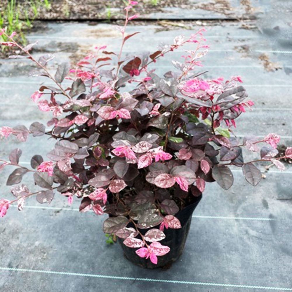 花木苗 トキワマンサク 七彩PVP 1株