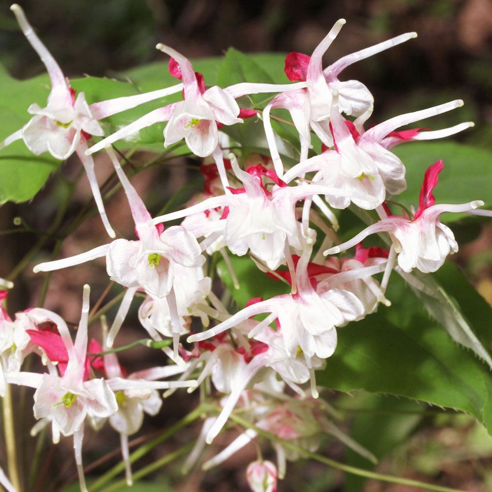 ラン・山野草 イカリソウ 紅白の祝 1株