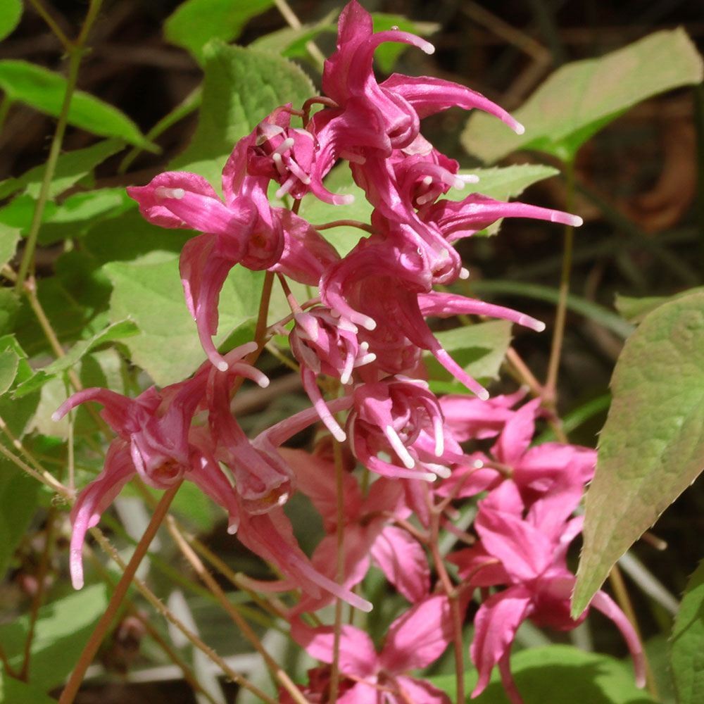 ラン・山野草 イカリソウ 夕映 1株