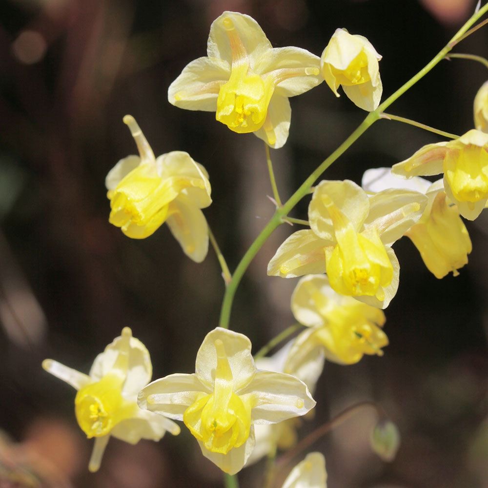ラン・山野草 イカリソウ サルフレア 1株
