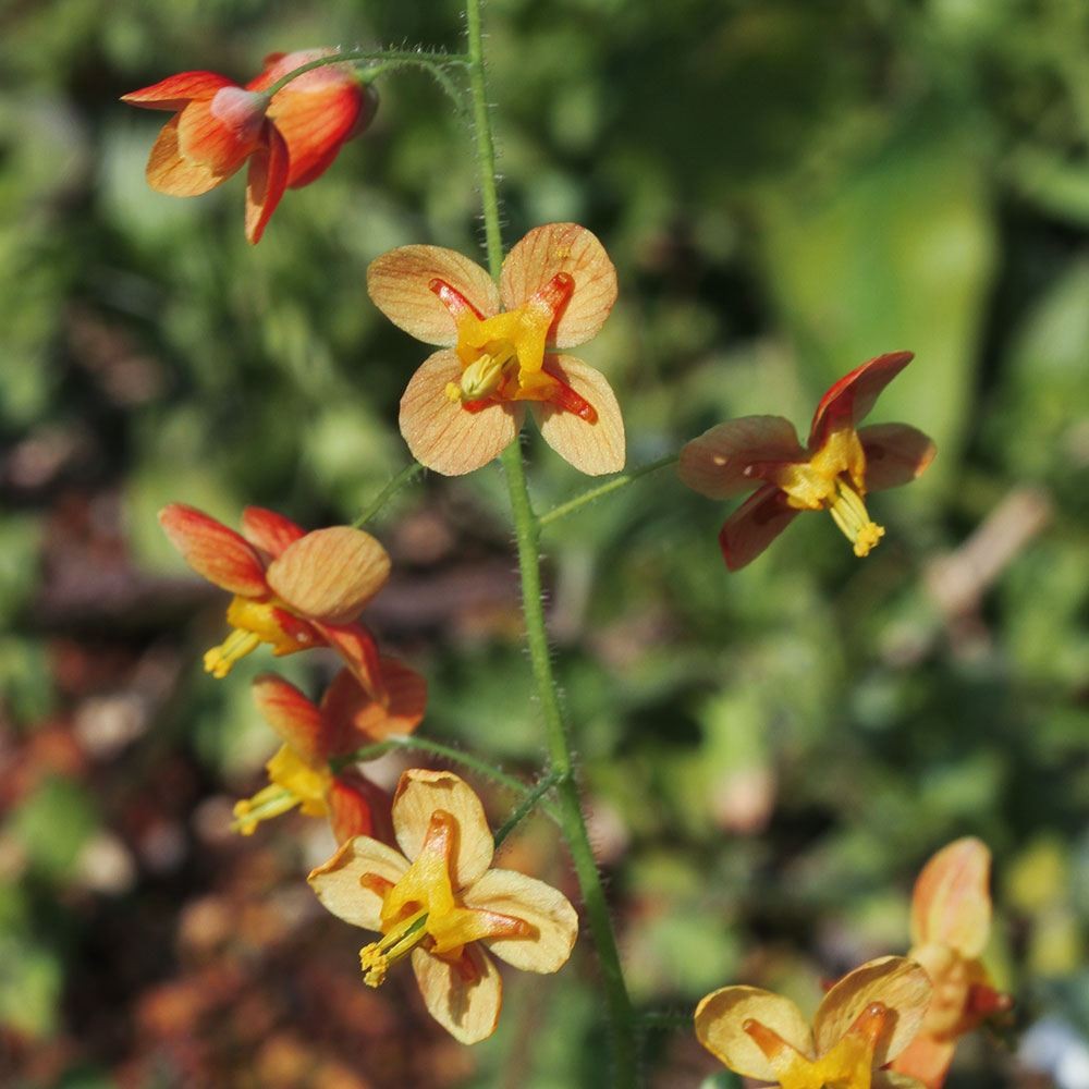 ラン・山野草 イカリソウ オレンジクィーン 1株
