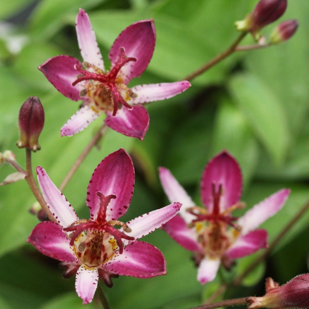 ラン・山野草 ホトトギス 紅富士 2株