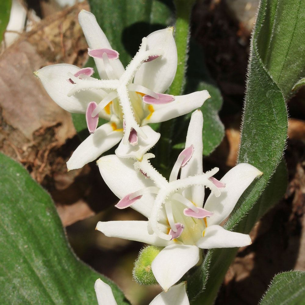 ラン・山野草 ホトトギス 初恋 2株