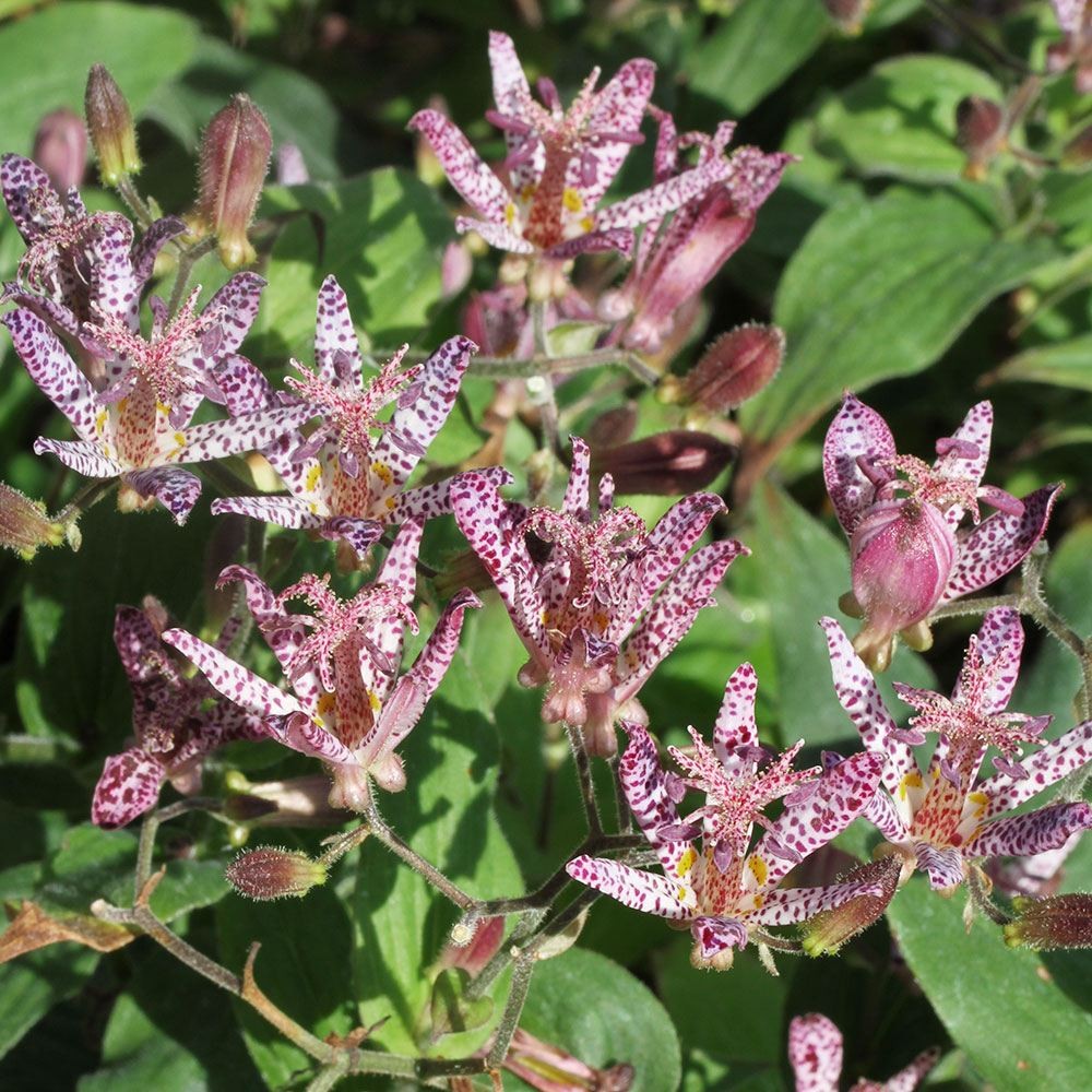 ラン・山野草 ホトトギス 松風 2株