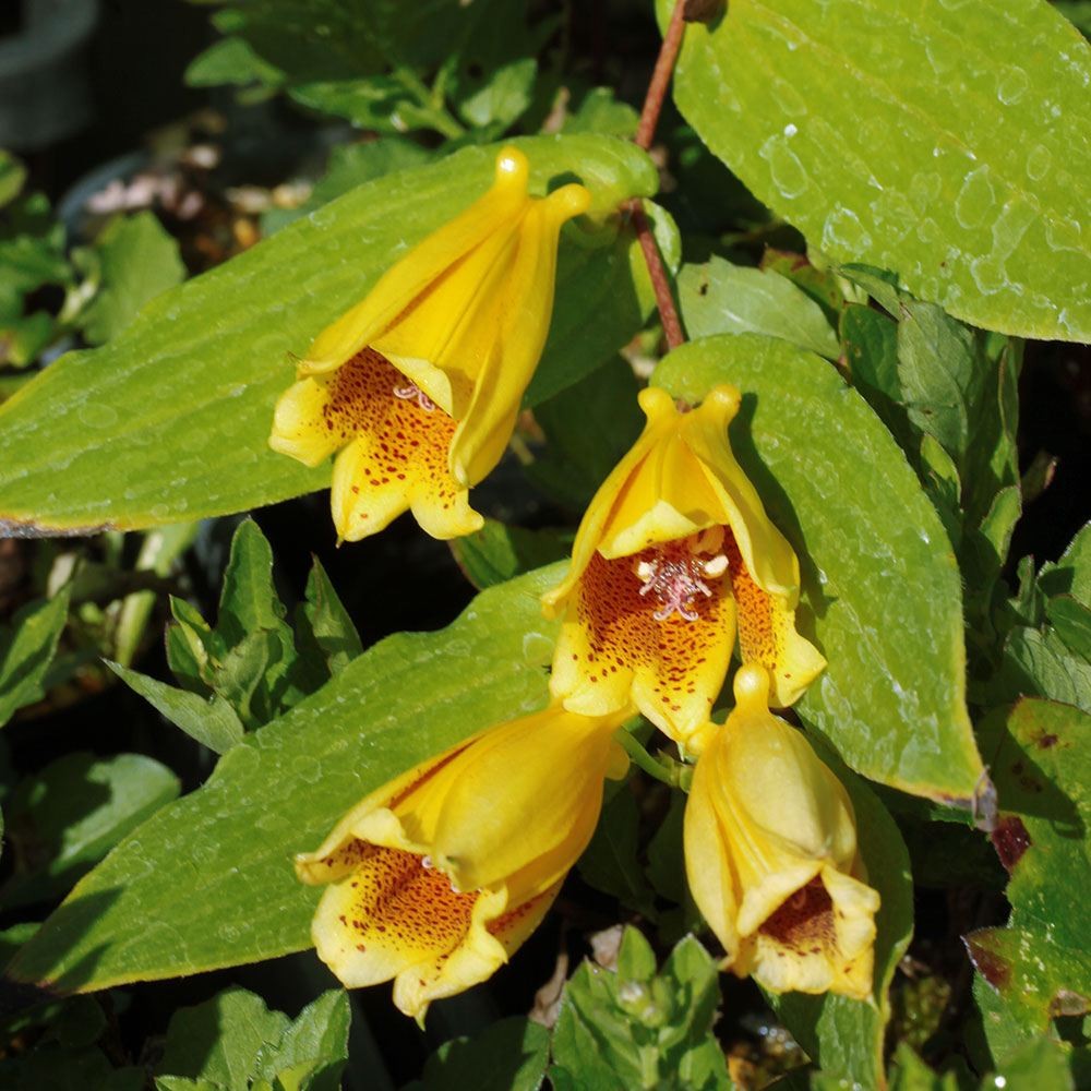 ラン・山野草 ホトトギス 紀伊ジョウロ 2株