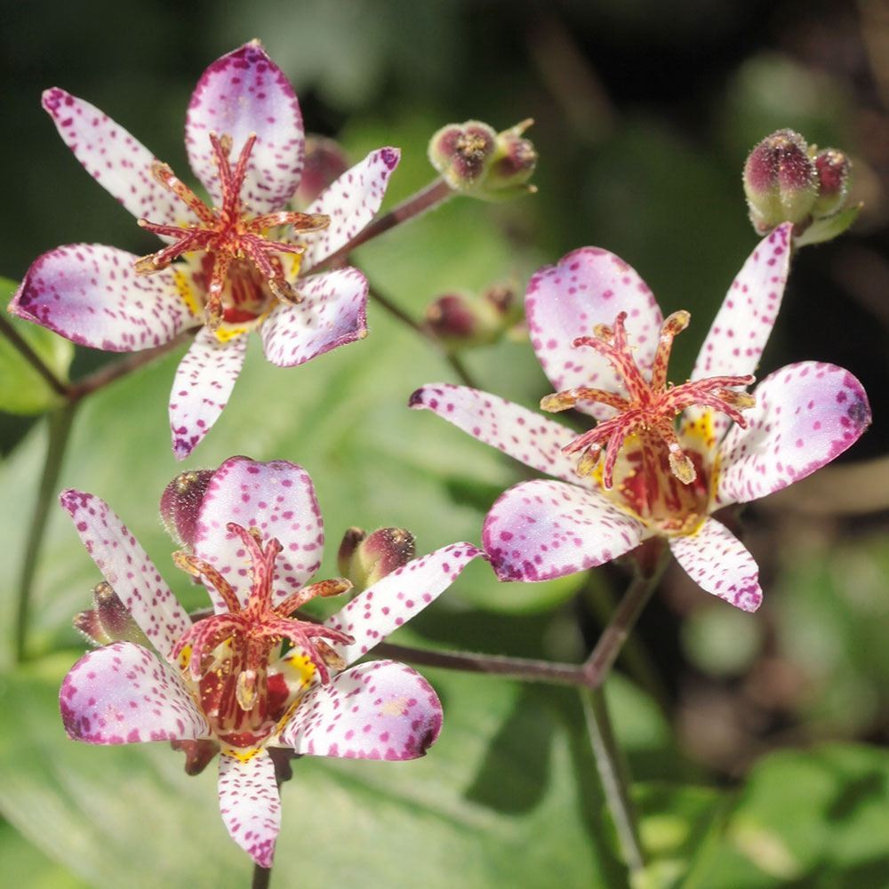 ラン・山野草 ホトトギス 静 2株