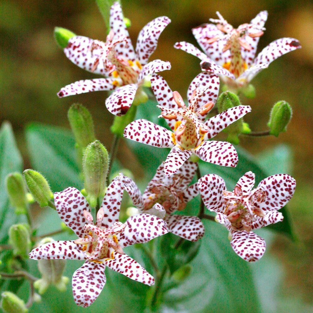 ラン・山野草 ホトトギス 富士の雪 2株