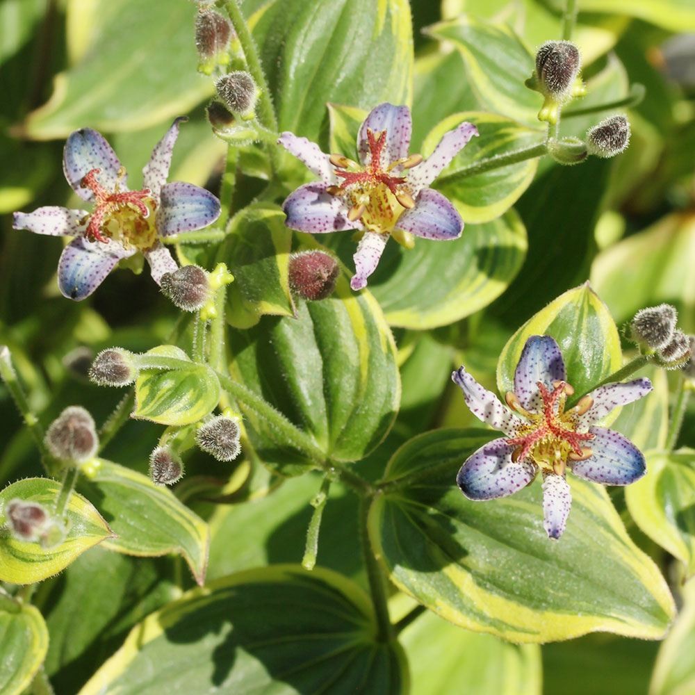 ラン・山野草 ホトトギス 黄覆輪台湾 2株
