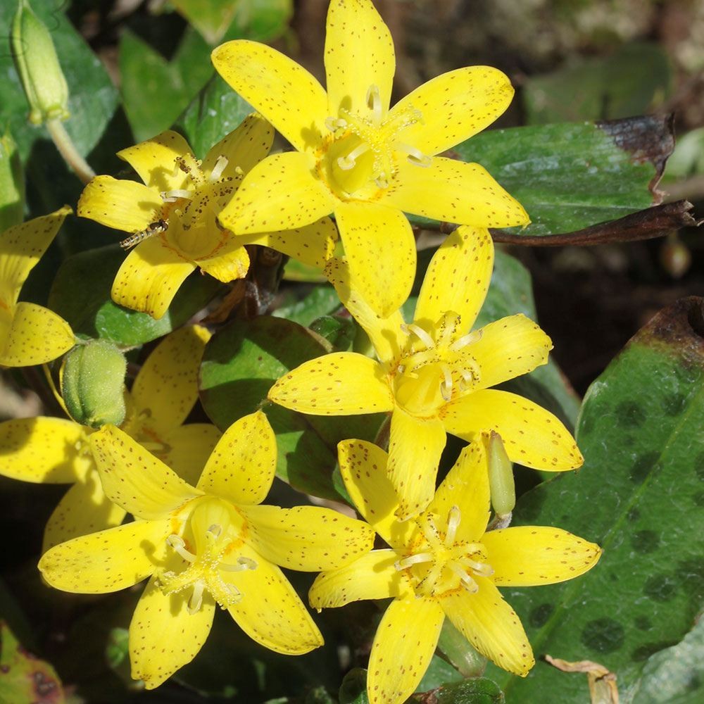 ラン・山野草 ホトトギス 黄花 2株