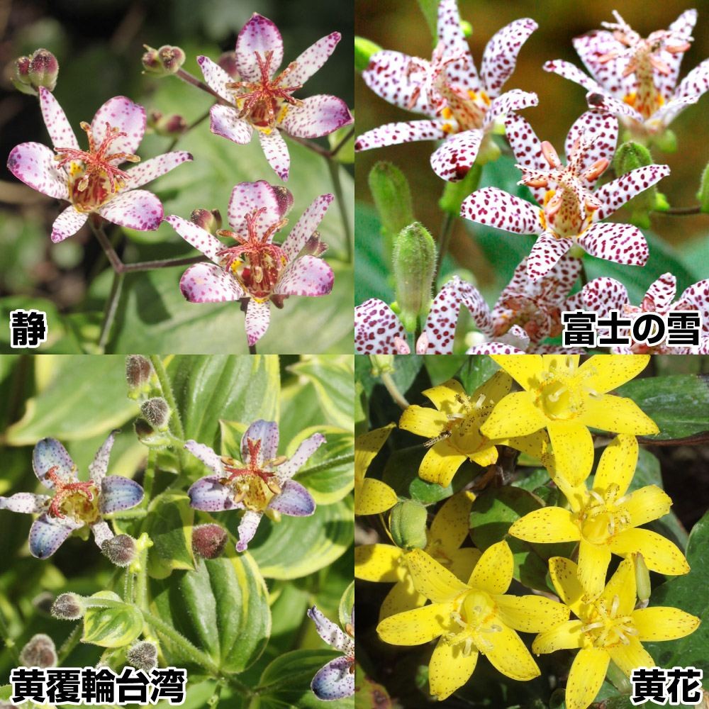 ラン・山野草 ホトトギス Bセット 4種4株