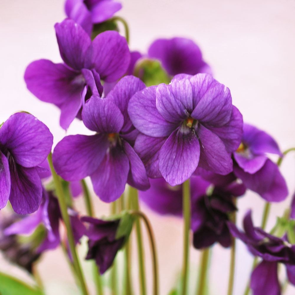 ラン・山野草 スミレ 小諸紫 2株