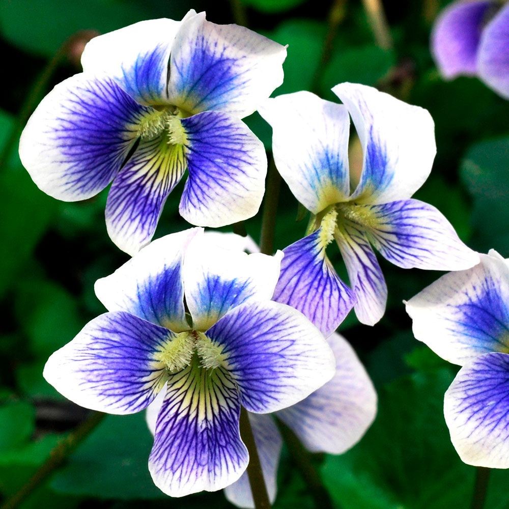 ラン・山野草 スミレ プリセアナ 2株