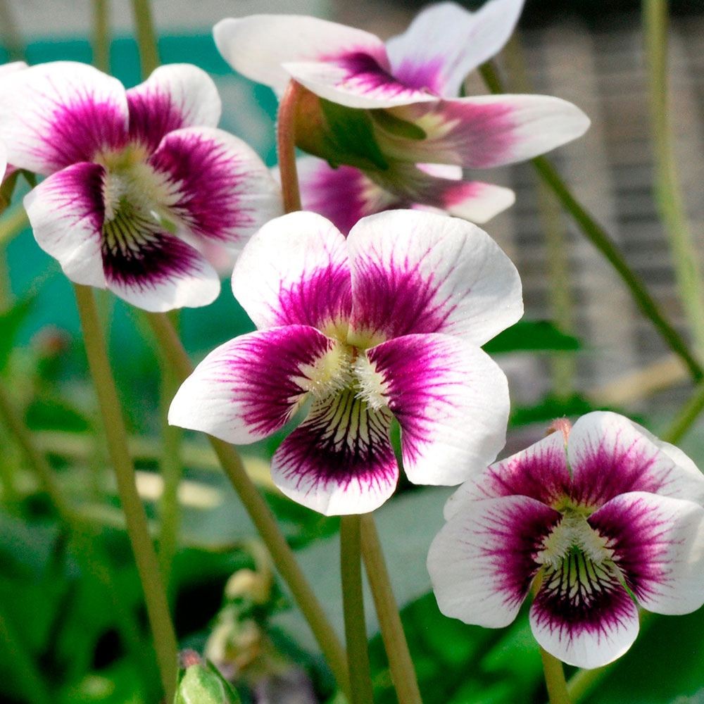 ラン・山野草 スミレ 紅花パンダ 2株