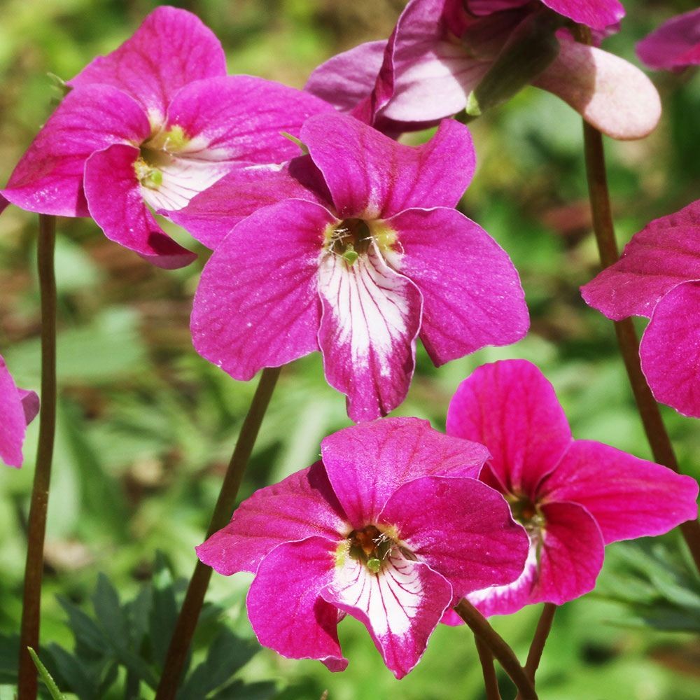 ラン・山野草 スミレ 紅寿 2株