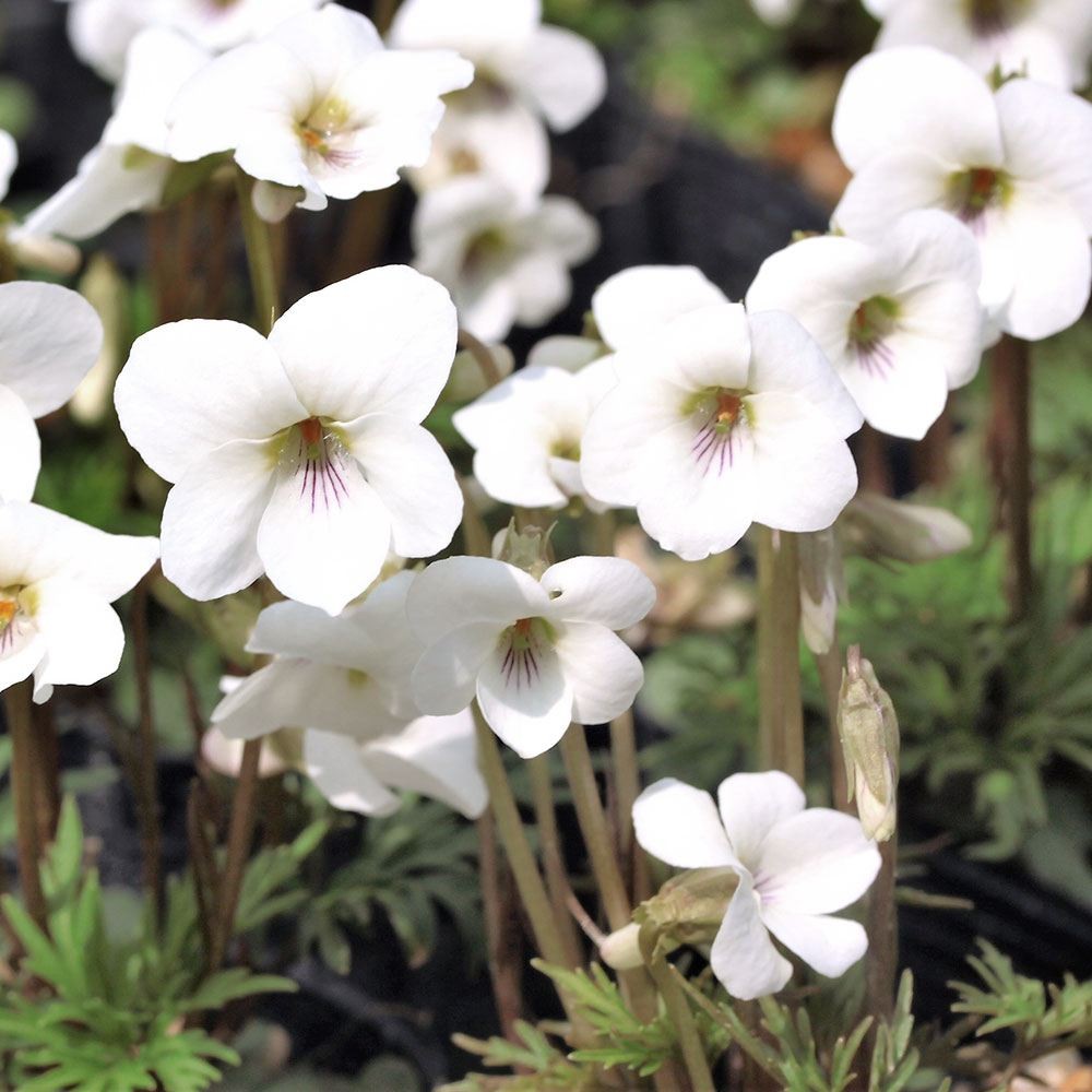 ラン・山野草 スミレ 肥後 2株